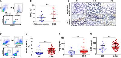 S100A9 Regulates MDSCs-Mediated Immune Suppression via the RAGE and TLR4 Signaling Pathways in Colorectal Carcinoma